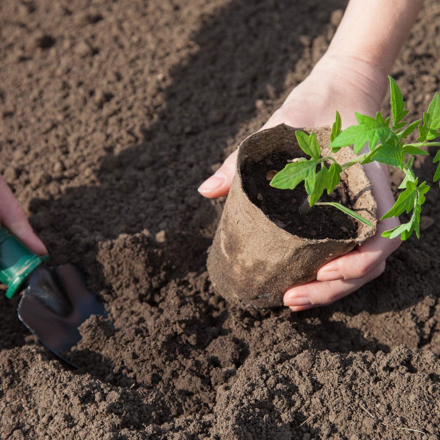 Grow With Us: Eco-Friendly Seedling Kit