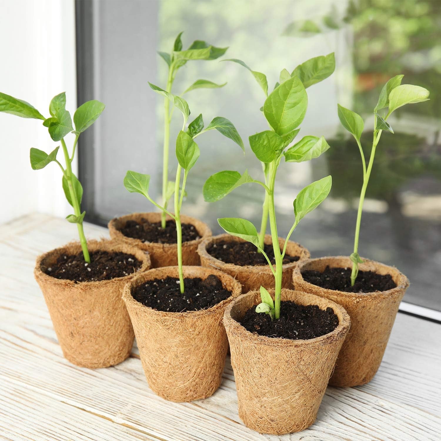 Grow With Us: Eco-Friendly Seedling Kit