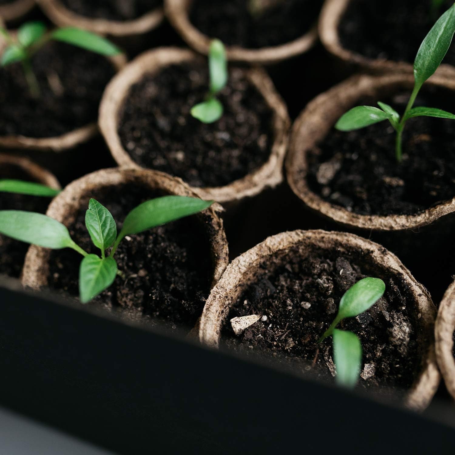 Grow With Us: Eco-Friendly Seedling Kit